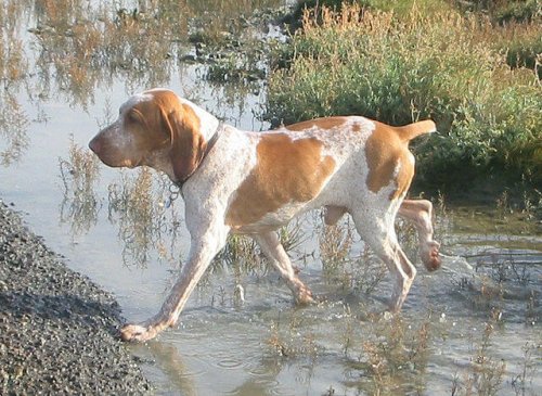 Perro braco italiano en el agua