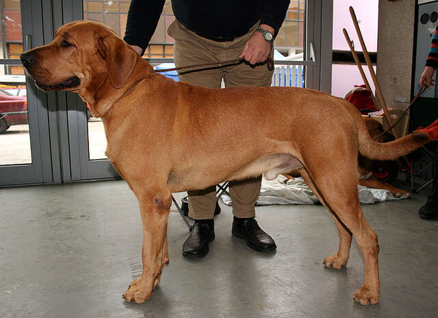 Perro broholmer con su dueño