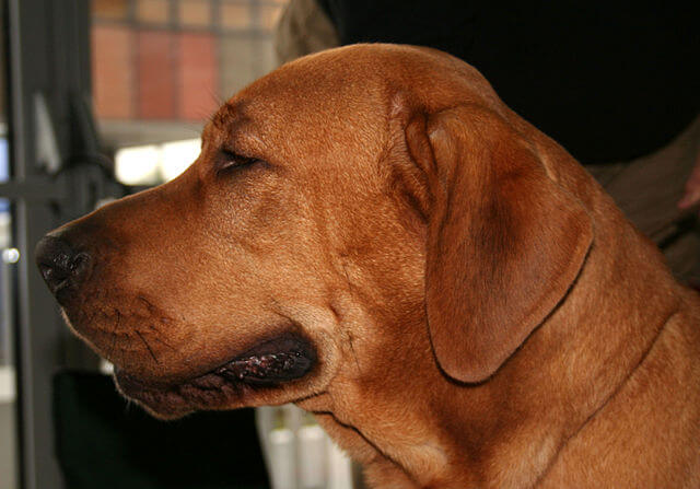 Cabeza perro broholmer
