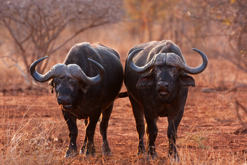 Búfalo cafre africano