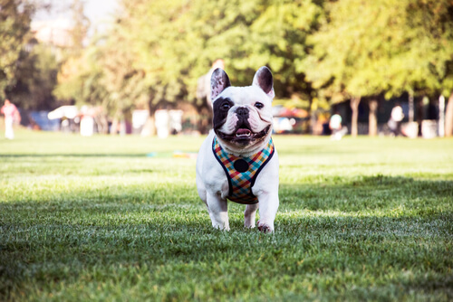 son los bulldogs americanos perros inteligentes