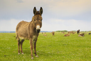 Burro: características, comportamiento y hábitat