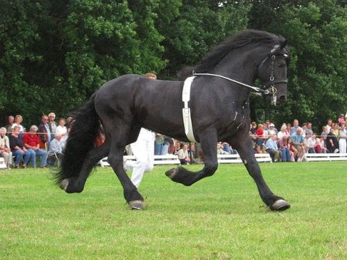 Caballo frison en una exhibicion