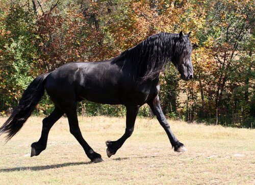 Caballo frisón