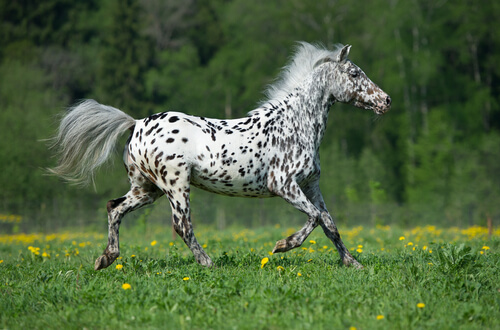 Caballos de carreras: Appaloosa