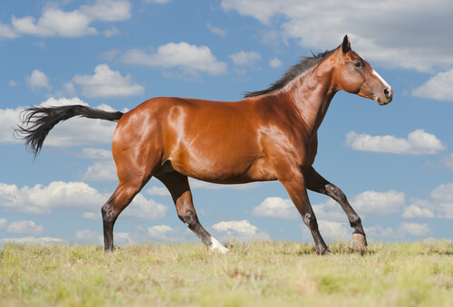 Caballos de carreras: Cuarto de Milla