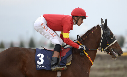 Caballos de carreras: pura sangre