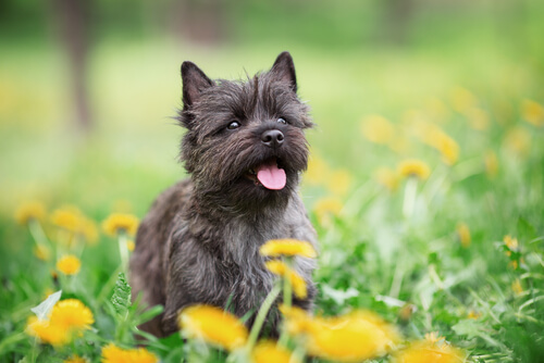 Cairn Terrier, un perro pequeño pero valiente