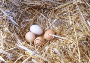 Mejora la calidad de los huevos de tus gallinas