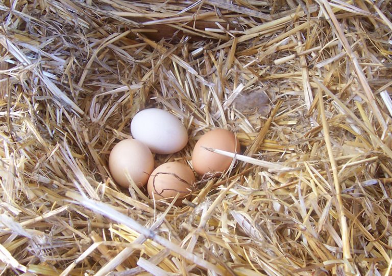 Mejora la calidad de los huevos de tus gallinas