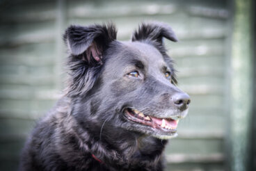 ¿Cómo calmar a un perro enfadado?