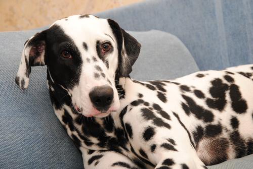 Chien dalmatien allongé sur le canapé.