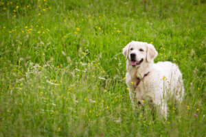 Cáncer de próstata en perros senior