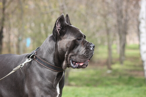 Cara del perro cane corso