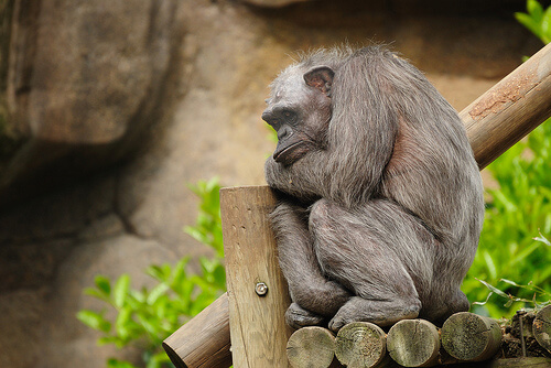 Chimpance