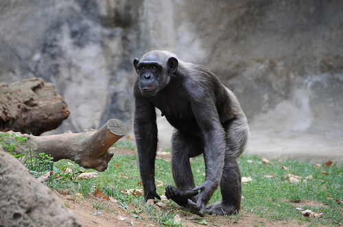 El chimpancé: características, comportamiento y hábitat
