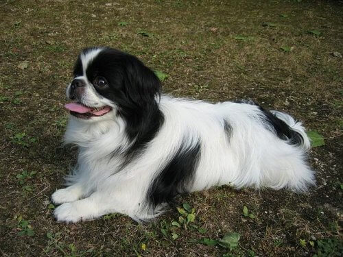 Japanese chin.