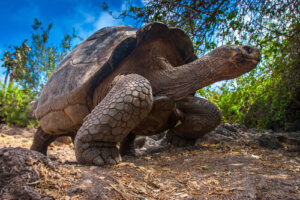 Ciclo de vida de las tortugas