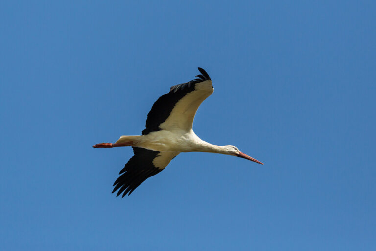 ¿Qué son los animales ovíparos?