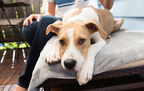 Perro tumbado en el sofa