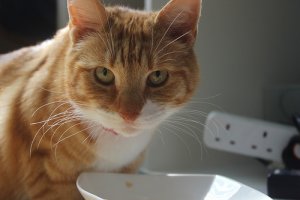 Comida húmeda para gatos: consejos y consideraciones