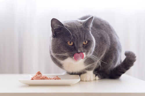 La comida húmeda para gatos puede tener más de un 60 % de humedad.