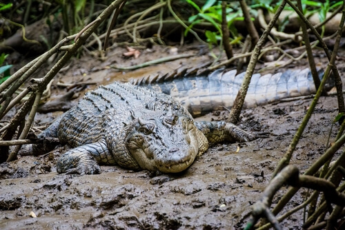 Cómo caza un cocodrilo