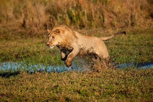 Cómo cazan las leonas