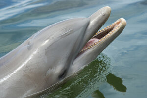 ¿Cómo entrenan a los delfines?