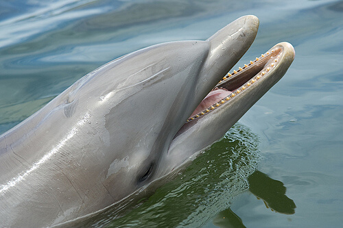 Les dauphins vivent en groupe.