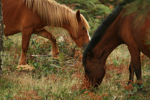 Complementos básicos para caballos