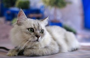 Comunicación felina: tu gato habla