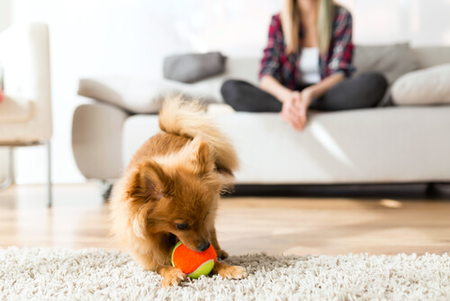 Aspectos básicos de la conducta canina