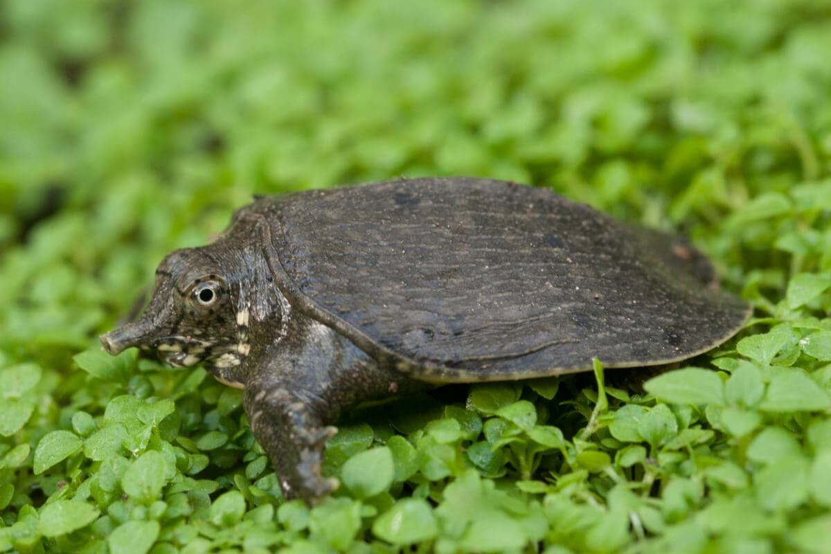 Una de las especies de tortugas.