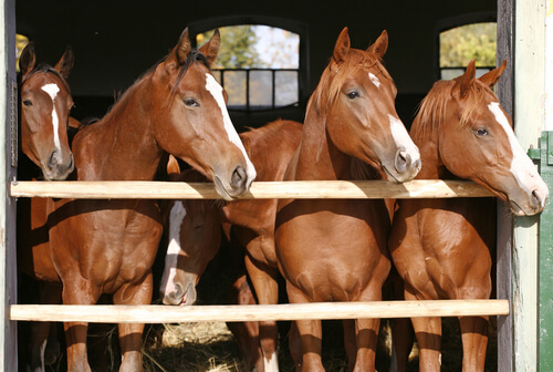 Cría de caballos