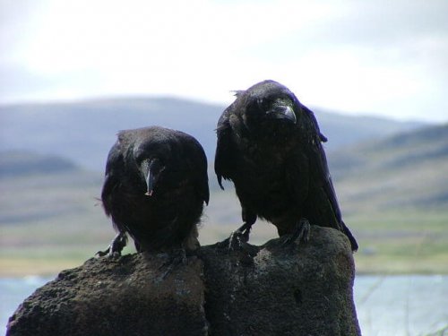 Dos cuervos