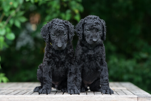 Dos cachorros de coated retriever