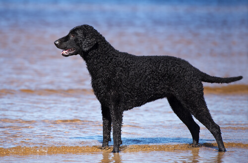Curly coated retriever