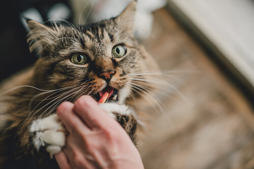 Cómo dar una pastilla a un gato