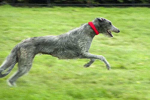 Perro deerhound escoces corriendo