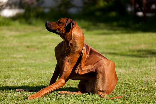 Demodexia canina: causas, síntomas y tratamiento
