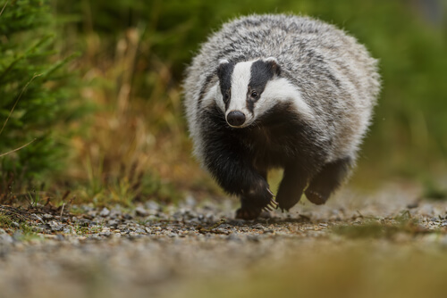 A badger.