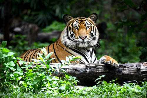 El tigre es un depredador