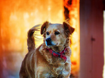 Generalidades sobre los derechos de los animales