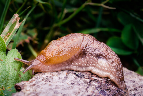 A slug.