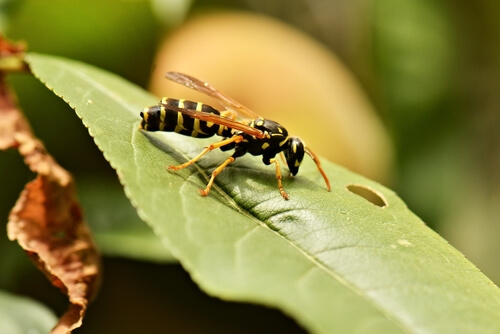 Diferencias entre vertebrados e invertebrados: avispa