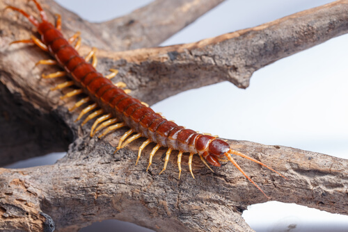 Diferencias entre vertebrados e invertebrados: ciempiés