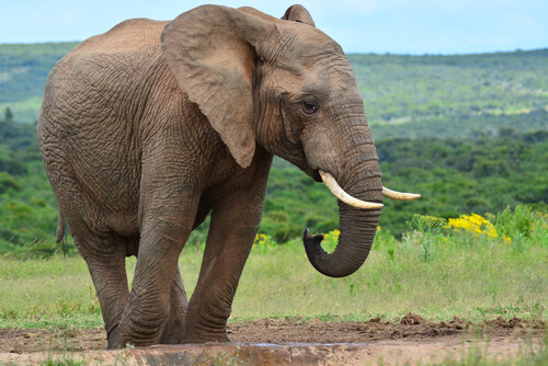 Diferencias entre vertebrados e invertebrados: elefante