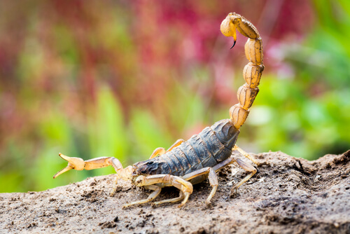 Diferencias entre vertebrados e invertebrados: escorpion