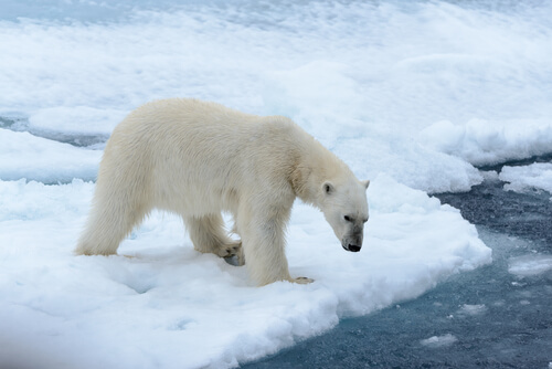 Diferencias entre vertebrados e invertebrados: oso polar